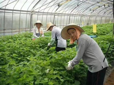 為什么越來越多的人喜愛出國勞務